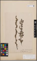 Foto von Salix cinerea L.